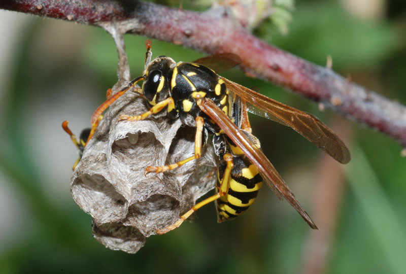 Polistes dominulus